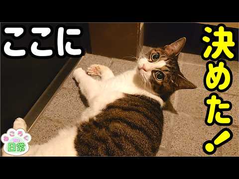 ねころく様 Nekoroku - YouTube