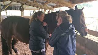 Equine Contact Care demo on Missy - Part I - Find and release 3 Flinchlocks
