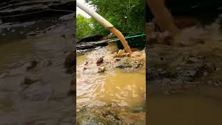 Searching For D Nuggets With The Nugget Trapper.