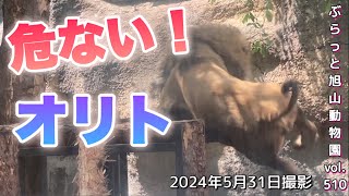 《旭山動物園ライオントラ》きゃー落ちるリラックスしていたオリトが⁉今日も寝顔可愛さマックスのオリトイオファミリーvol510/Lions falling from tower.w/tiger