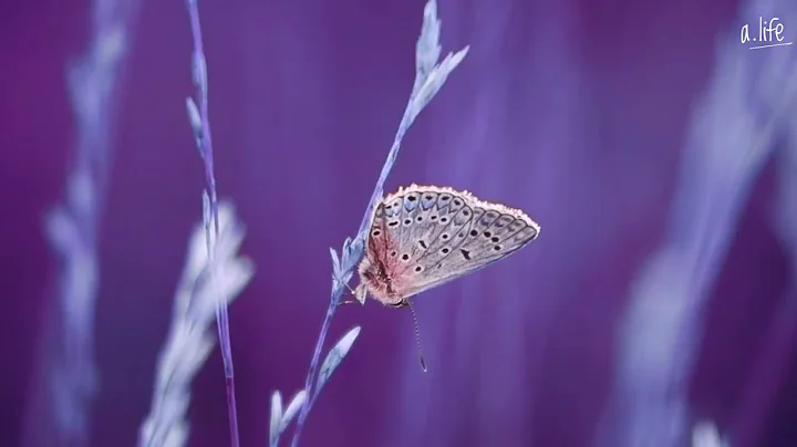 Thomas Lizzara - White Butterfly