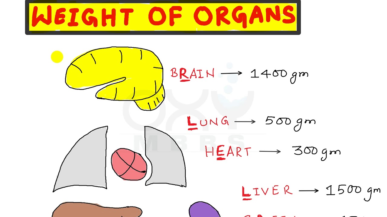 Trick To Remember Weight Of Human Organs IMP For PG Aspirants YouTube Trick To Remember Weight Of Human Organs IMP For PG Aspirants YouTube