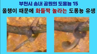 부천시 송내 공원의 도롱뇽 15. 올챙이 때문에 화들짝 놀라는 도롱뇽 유생; Korean salamander 15. Startled salamander tadpoles by 이덕하의 진화심리학 47 views 2 weeks ago 17 minutes