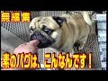《超ブサかわパグ動画》うちのパグ 素のパグは、こんな感じです(笑)無編集 ”素のおまめ”をご覧下さい!『おまめ日記』※おまけ「変な夢を見ていたときの寝起きのおまめ(笑)」収録