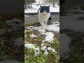 ハチワレちゃんにフラれました。