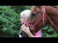 Rescued, Neglected Horses need Your Help Now in Appalachia