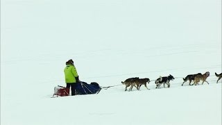 How a Diphtheria Outbreak Spawned the Iditarod
