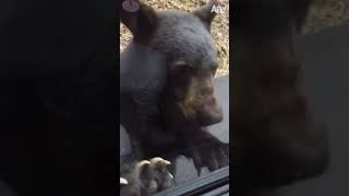 Funniest Animals Caught On Camera 🐿️