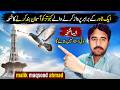 Kabootar Ek Tower Ke Barabar Parwaz Karne Wale Ko Aasman Band Karne Ka Nuskha ||MalikMaqsood Ahmad‎‎