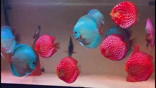 Giants Gorgeous Discus Collection Owned By Zbigniew Kurek