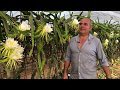 Productor de pitaya de Cartaya pide unión del sector para tener más fuerza en el mercado