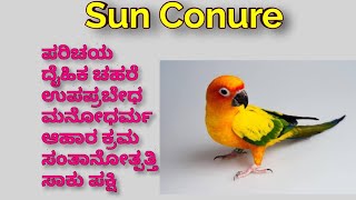 Sun conure facts in Kannada | sun conure care in Kannada | ಸನ್ ಕನೂರ್ ಕಾಳಜಿ ಕನ್ನಡದಲ್ಲಿ | ಸಾಕು ಗಿಳಿ