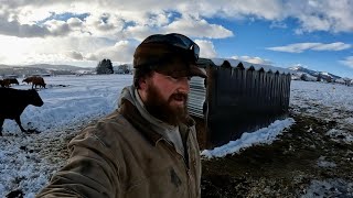 A Day In The Life-Winter Calving With Me on The Ranch