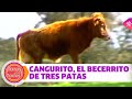 La historia de Cangurito, un becerrito bravo con tres patas