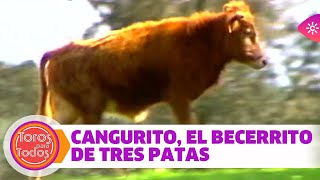 La historia de Cangurito, un becerrito bravo con tres patas