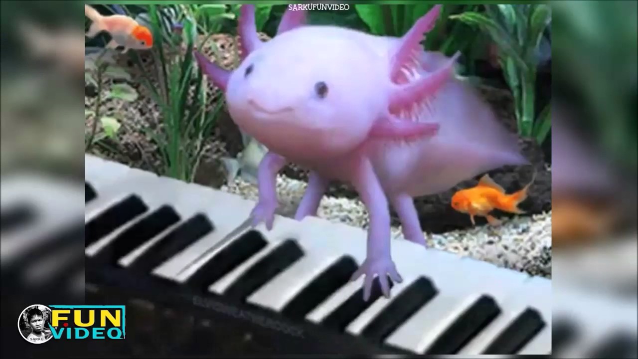 Axolotl Cute Pets Compilation Youtube