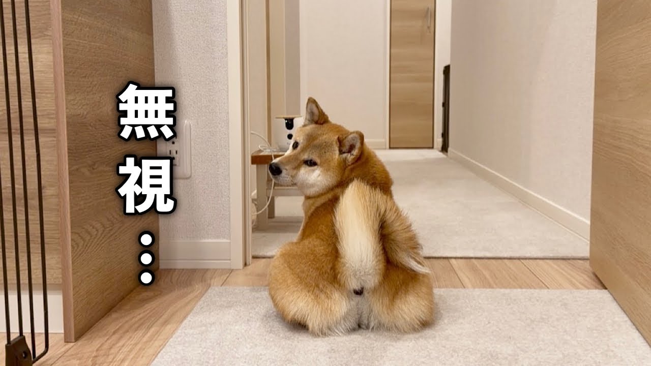 Even though mom is leaving, the Shiba Inu is so engrossed in the