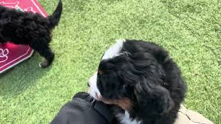 Zed's Profile | Walnut Valley Puppies