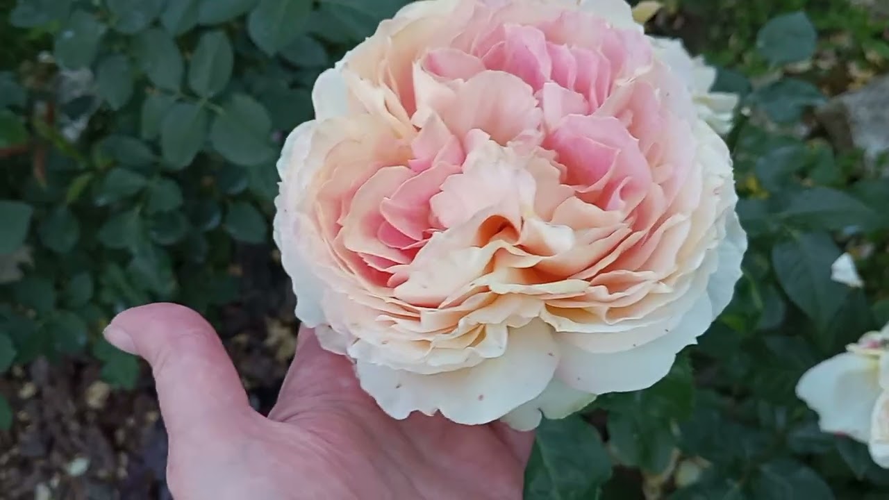 Вечір після спеки. Троянди печуться,але не здаються 