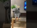 طرده كاسكو بغبغاء