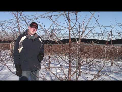 Gisela Cherry rootstocks: Lynn Long 1