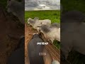 MAN BUILDS INCREDIBLE TRUST WITH MASSIVE BULL 🐂😲