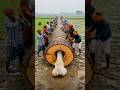 Hero Farmers Rescues White Camel Family From Giant Log! #humanity #animals #pets #camel #rescue