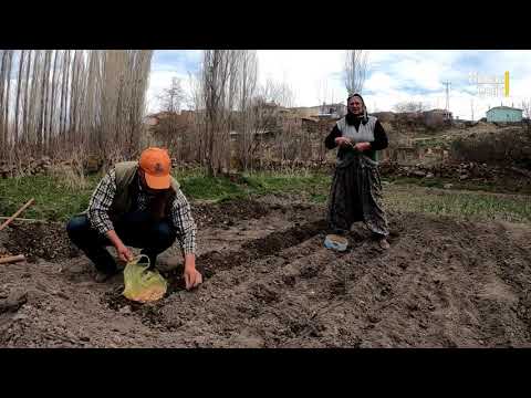 Bostan İşleri Başladı : Köyde Soğan Ekimi