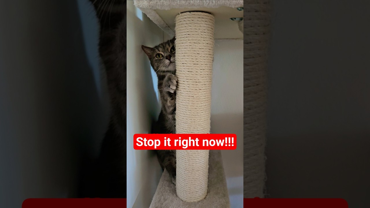 Stop it 😻🐈 #cat #kitten #viral #shorts #cutecat #cute #kiss