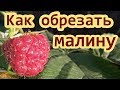 Обрезка малины летом после сбора урожая - Как правильно обрезать малину  и когда обрезать малину