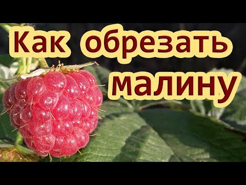 Обрезка малины летом после сбора урожая Как правильно обрезать малину и когда обрезать малину