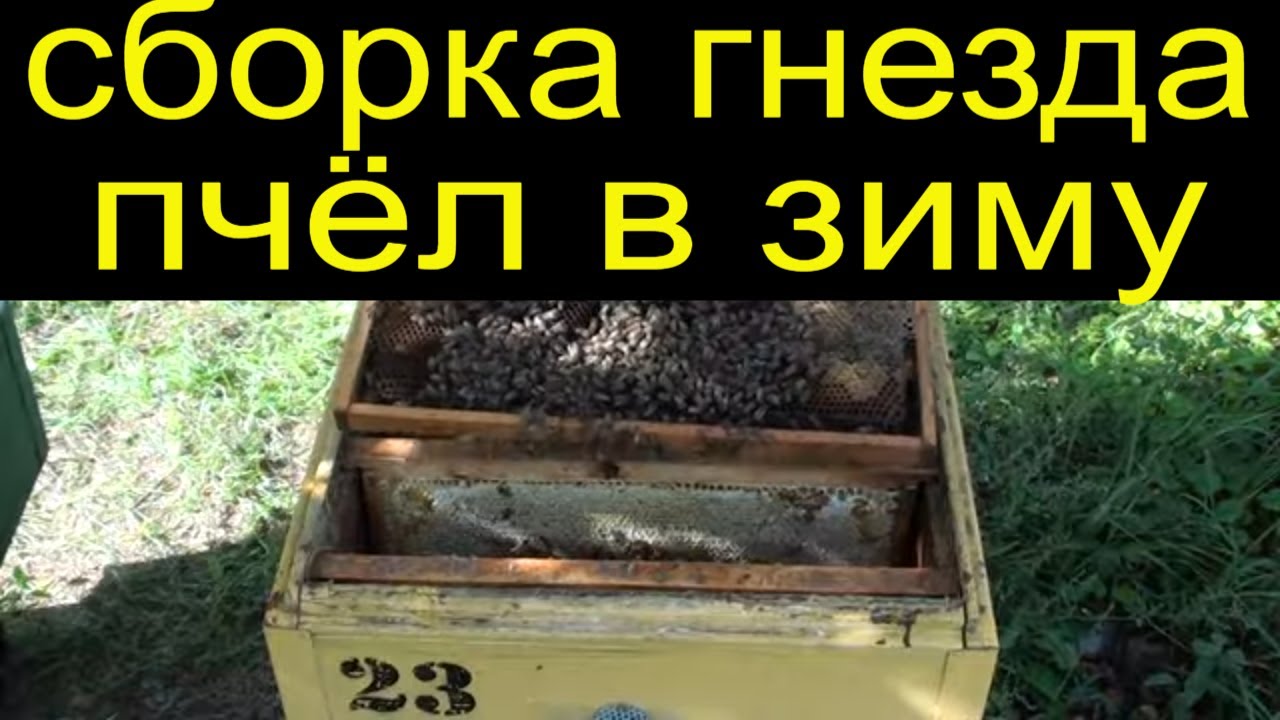 Грант на пчеловодство