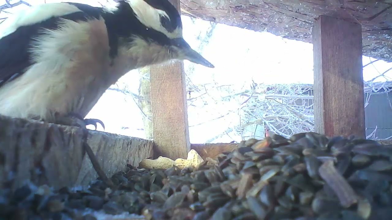 Z kamerą w karmniku | Mroźny dzień 10.01.2026