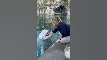 Beluga whale high five!