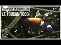 2 minutes en guyane 06  le toucan toco