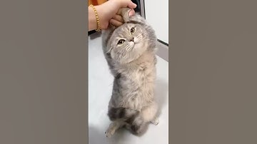 những tình huống hài hước của thú cưng 31