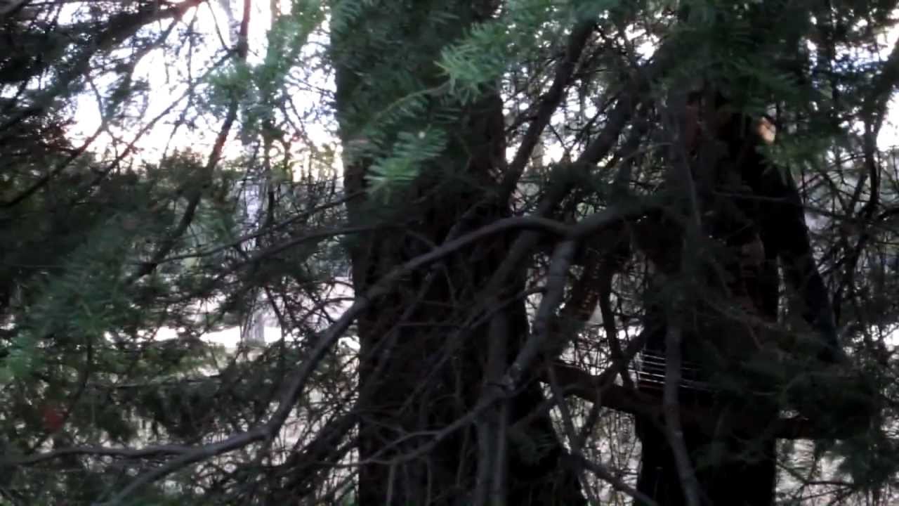 Cast Iron Forest YouTube