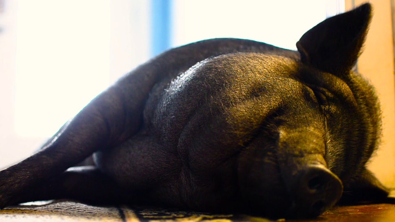 Coconut (My Pet Pig) YouTube