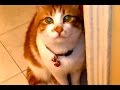 帰宅を大歓迎してくれる猫 鳴きながらお帰りコール連発!Cat Welcomes Owner Home Everyday