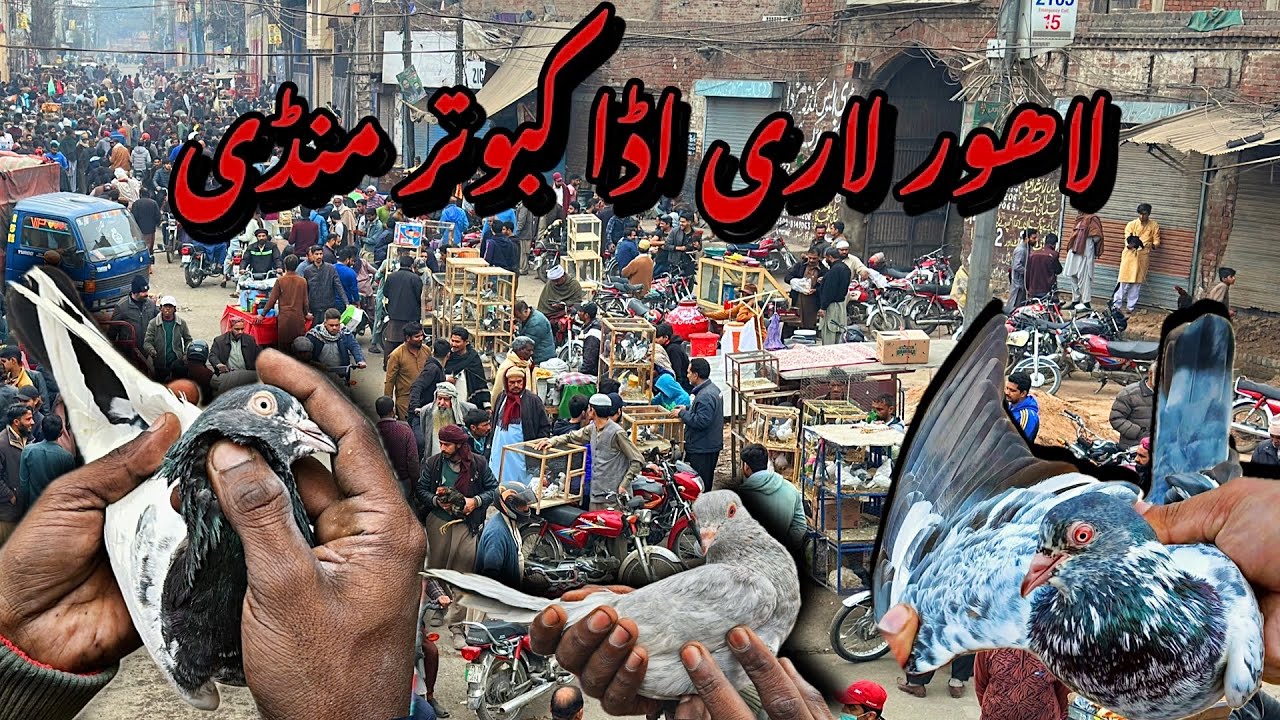 لاھور لاری اڈا کبوتر منڈی - Lahore Lari Adda Kabootar Mandi Latest Update