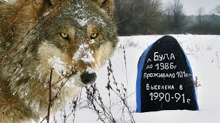 WOLF VILLAGE - Christmas in the Chernobyl zone | Film Studio Aves