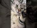 【猫あり】明日、動画休みます。#shorts