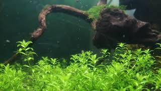 Pearlweed pearling Non co2 carpeting plant for aquarium