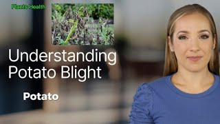Understanding potato late blight disease and its management