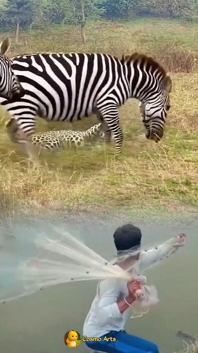 TERJADI LAGI! PERTARUNGAN SENGIT MACAN TUTUL VS ZEBRA #animals #shorts