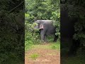Majestic Moments: Walk Side by Side with Gentle Giants in the Wild