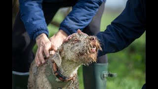 Badger Sett Dog Rescue  Arlo the Lakeland Terrier