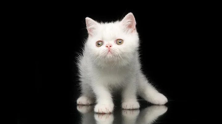 Video 4661221: white exotic shorthair female