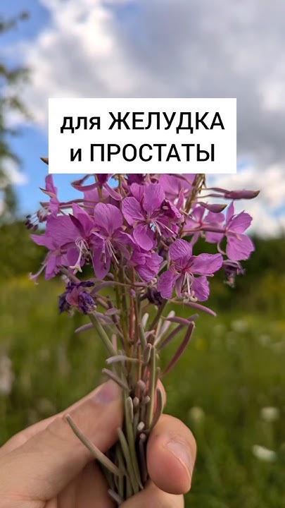 Иван-чай - для желудка и простаты #лекарственныетравы #травы #травник # ...