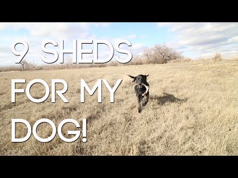 my-dog-picks-up-9-sheds!---part-3-scouting-and-sheds---#wiredtohuntweekly-42